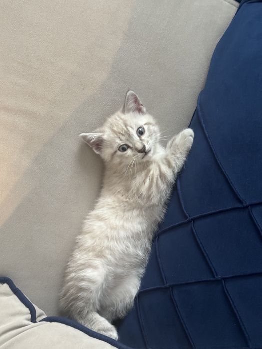 котенок шотландский прямоухий