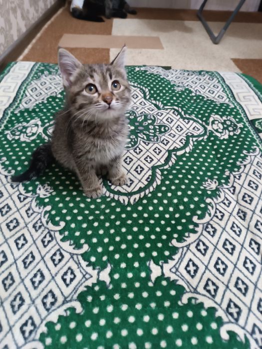 Котёнок в ответственные руки !