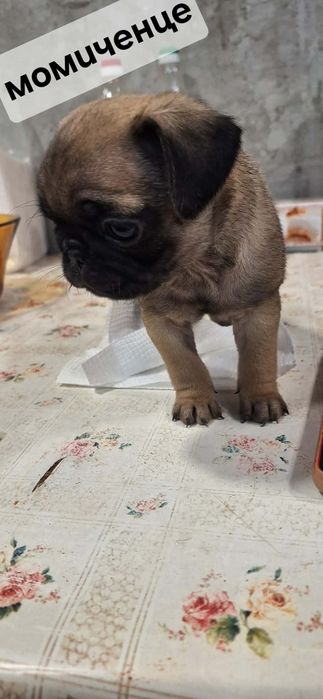 Продавам чистокръвни мопсчета