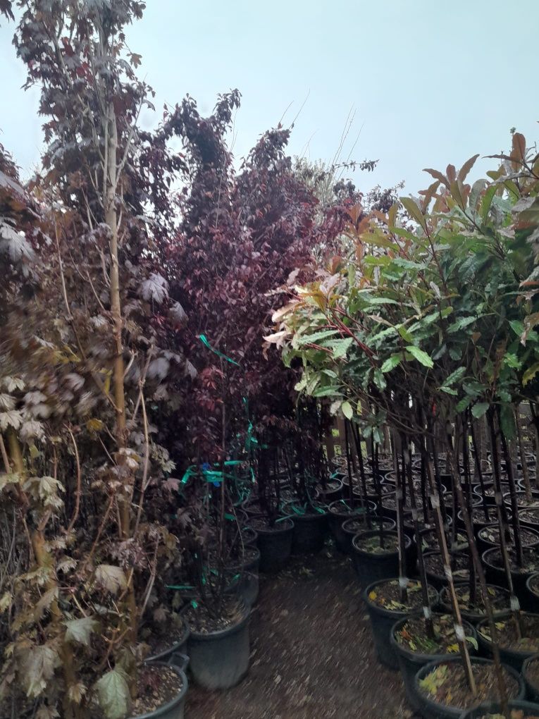 Katalpa  photinia mesteacăn  tei platan lilandi