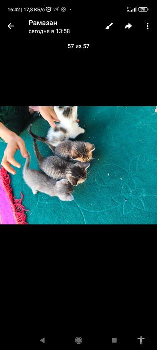 Есть 4 красивых домашних котят . Все девочки. Отдадим в хорошие руки.