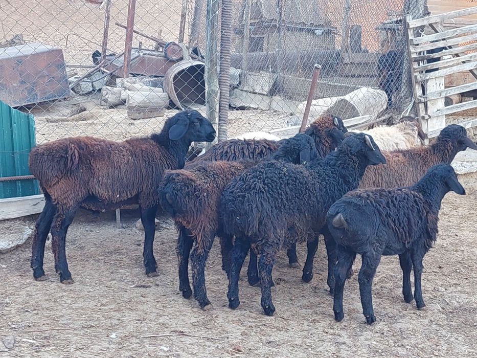 Семіз жем жеп тұрған қошқарлар сатылады