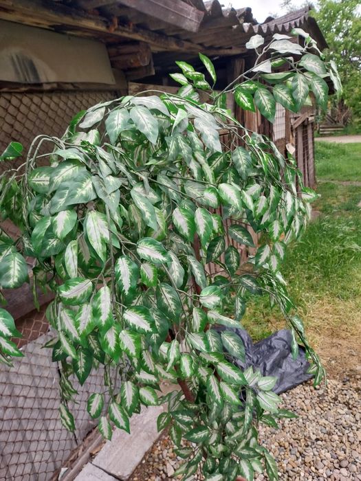 Copac pentru interior, decorativ