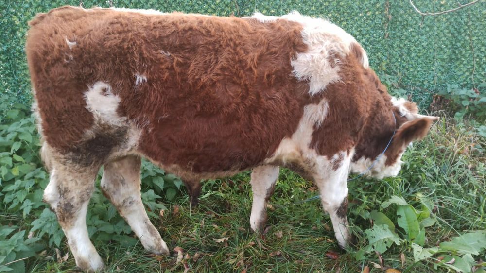 Vând tăuraș bun de montat vaci