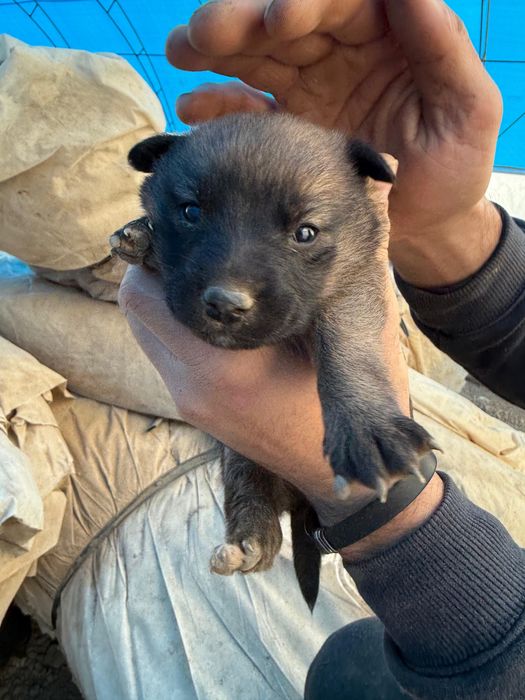 Donez Cățeluși Metis