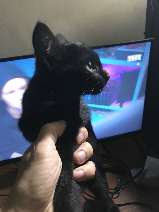 В добрые руки 2 месяца