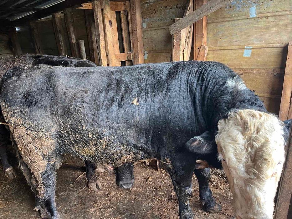 Месодайни телета