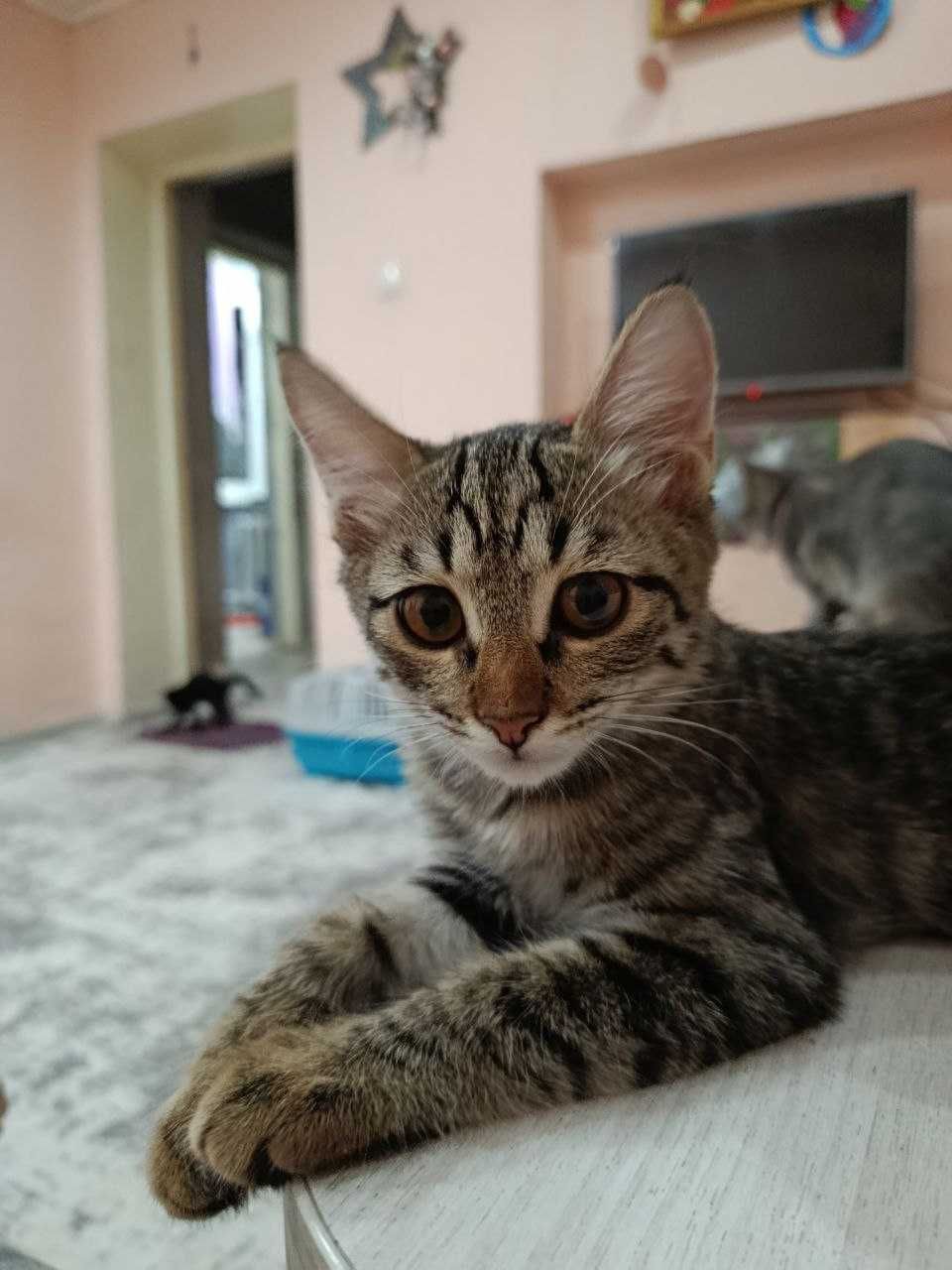 Котята девочки ищут хозяев