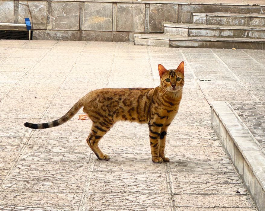 Бенгальский кот
