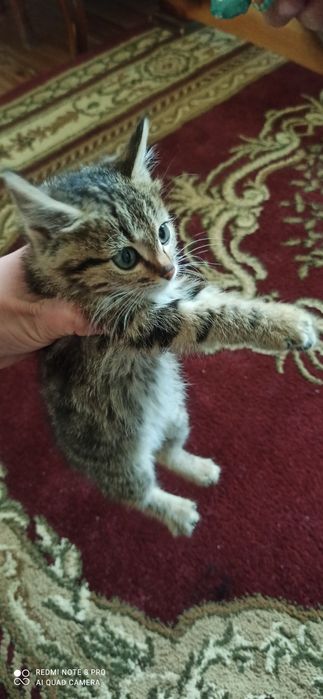 Котята табби продаются