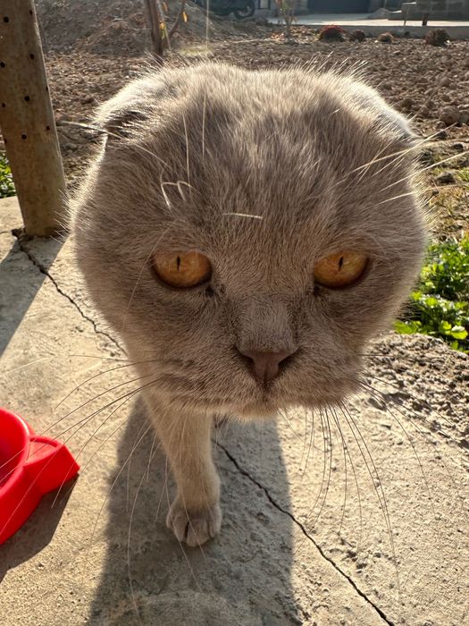 Mushuk sotlad ogil bola