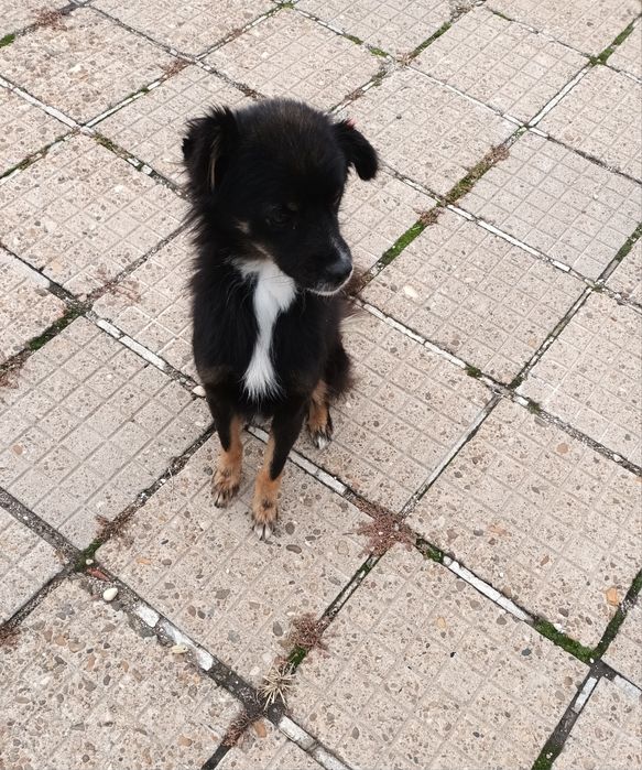 Подаря се малко кученце