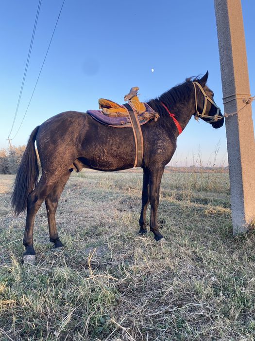 Qora bayir zoti yoshi 2.5 yosh