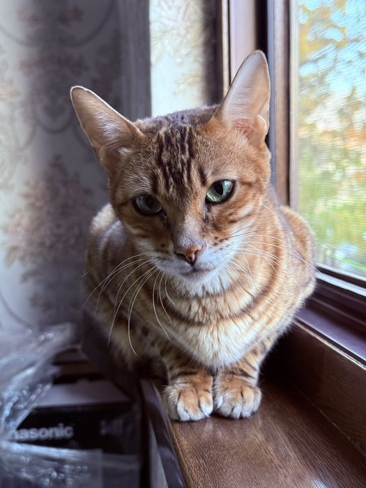 Bengalsky mushuk srochni sotiladi !!!