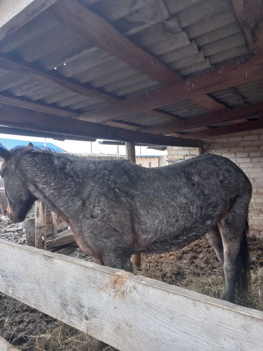 Продам кобылу ХХХХ