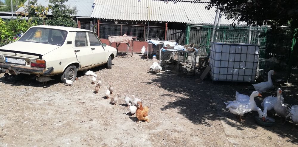Păsări de curte gâște românești pletoase și rațe leșești și românești