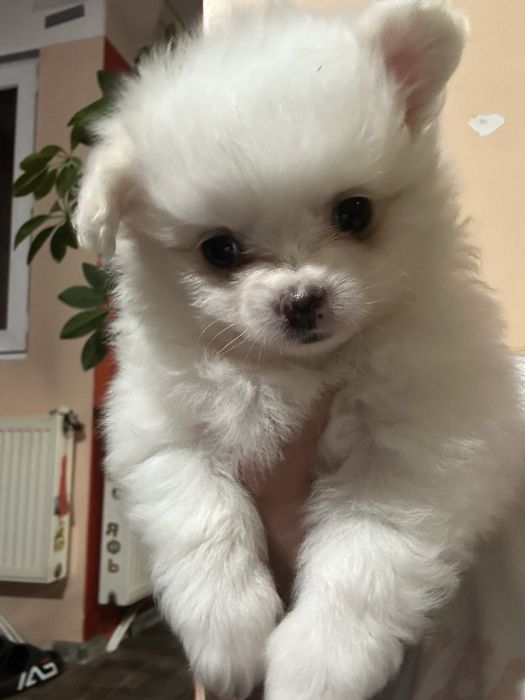 Три малки померанчета— истински топки любов