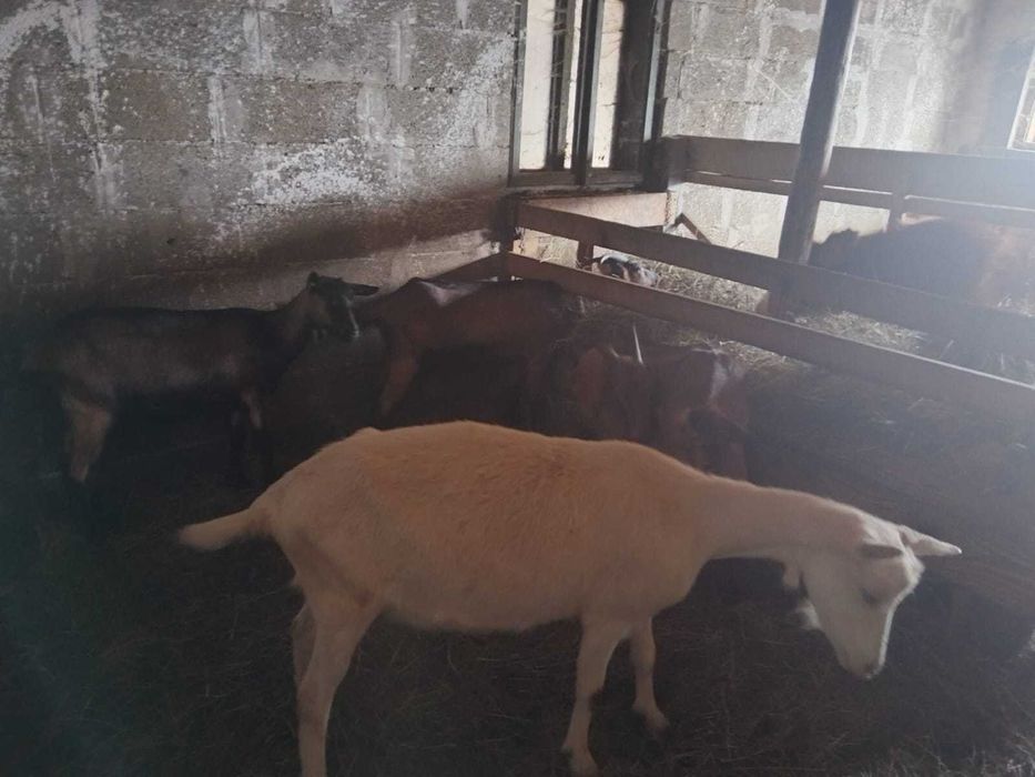 Vând capre ( schimb pe oi)