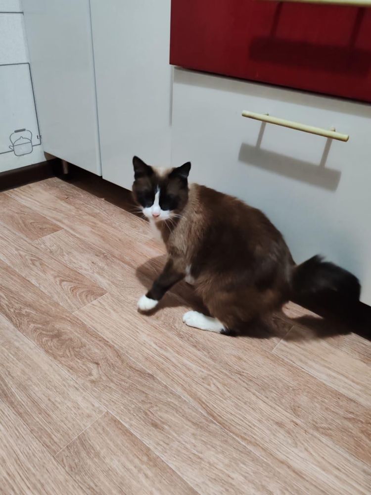 Отдам кошку в добрые руки