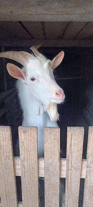 Țap bun de prăsilă