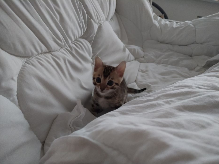 Готовятся к продаже котята бенгал