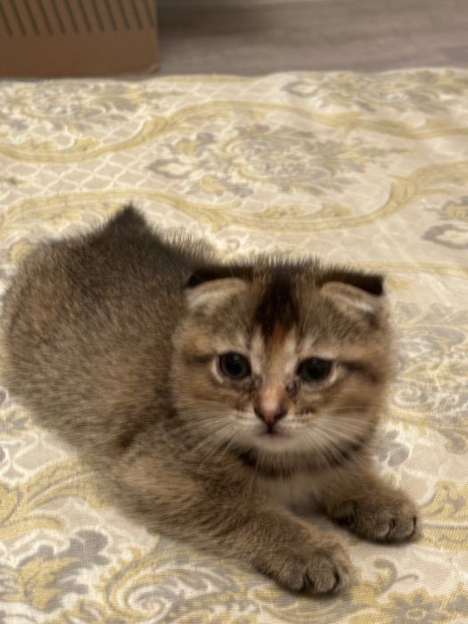 Продается котенок