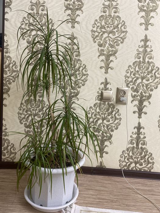 Гүлдер Цветы Flowers