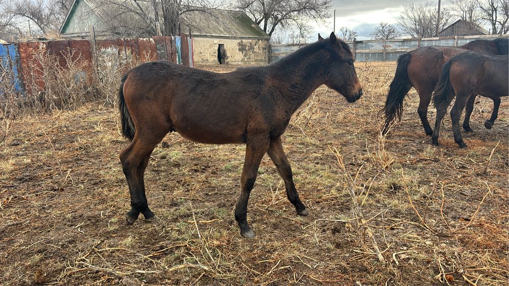 Еркек жабагы сатылады