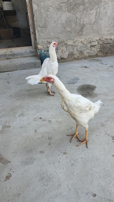 Oq dakan mokionla sotiladi