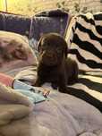 Femela labrador ciocolatiu cu pedigree