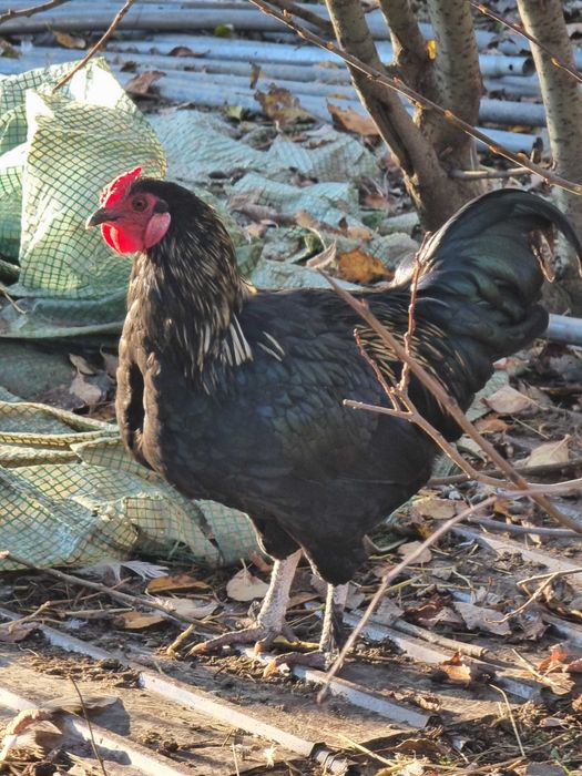 Vand sau schimb cocosi din anul asta