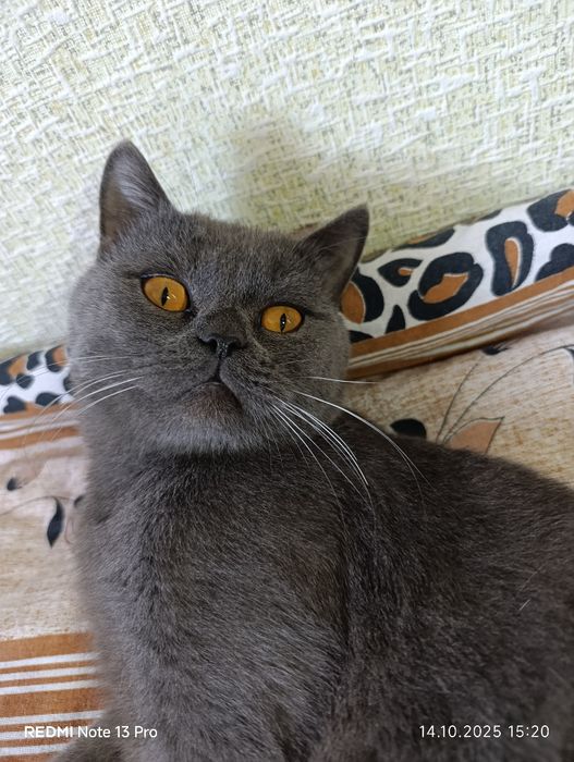 Скоттиш страйт  зотли мушук  сотилади: