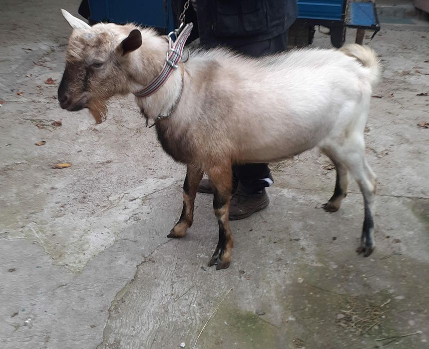 Vând Țap alpina franceza