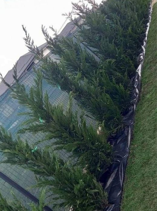 Leylandi toate inaltimile prindere 100%