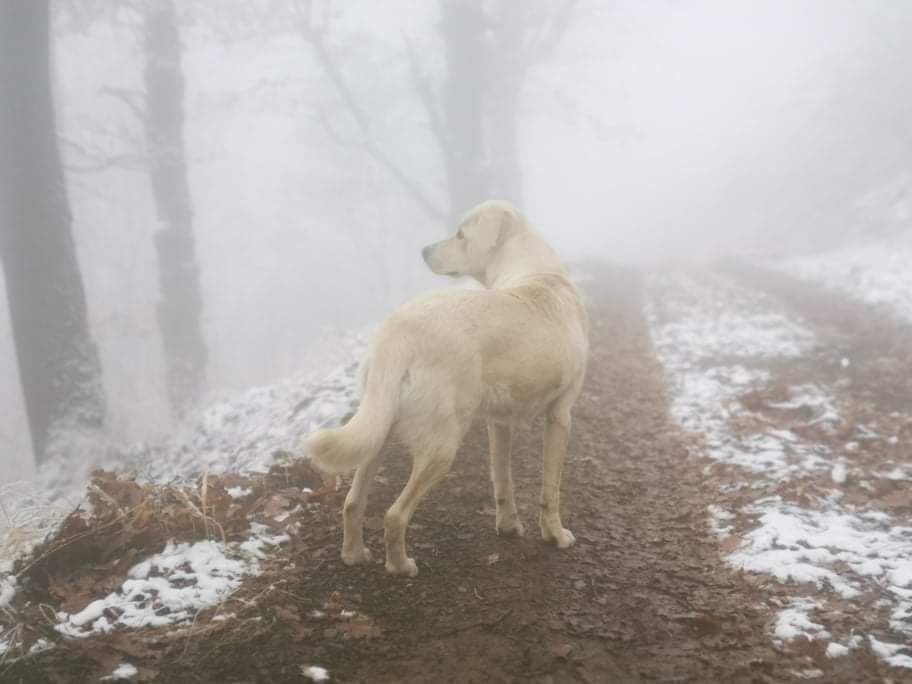 Metis golden retriever