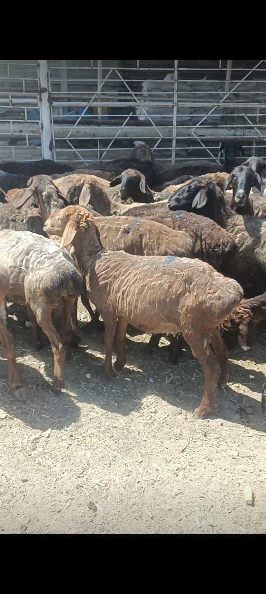 Курбан айтка сойылатын 1,5 тусактар бар семиз