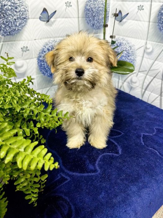 Мальчик мальтипу F1.