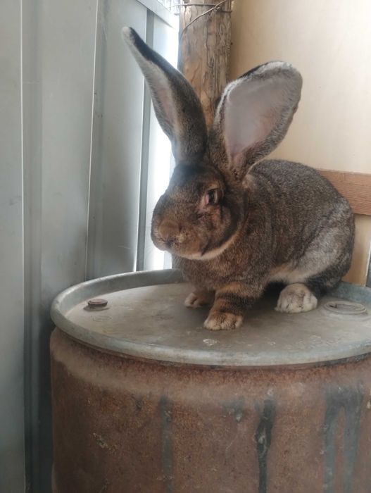 Iepure Uriaș German