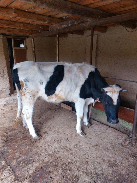 Голштин порода 1 жарым жасар