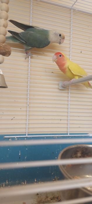 Pereche papagali agapornis