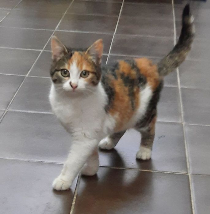 Коте търси своя дом