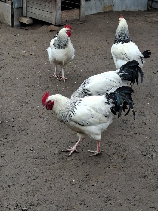 Cocosi susex si italieni culoarea potârnichie