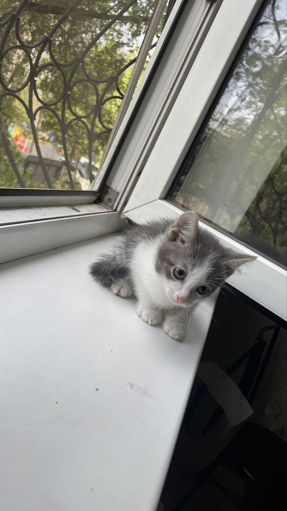 Продам котенка као-мани