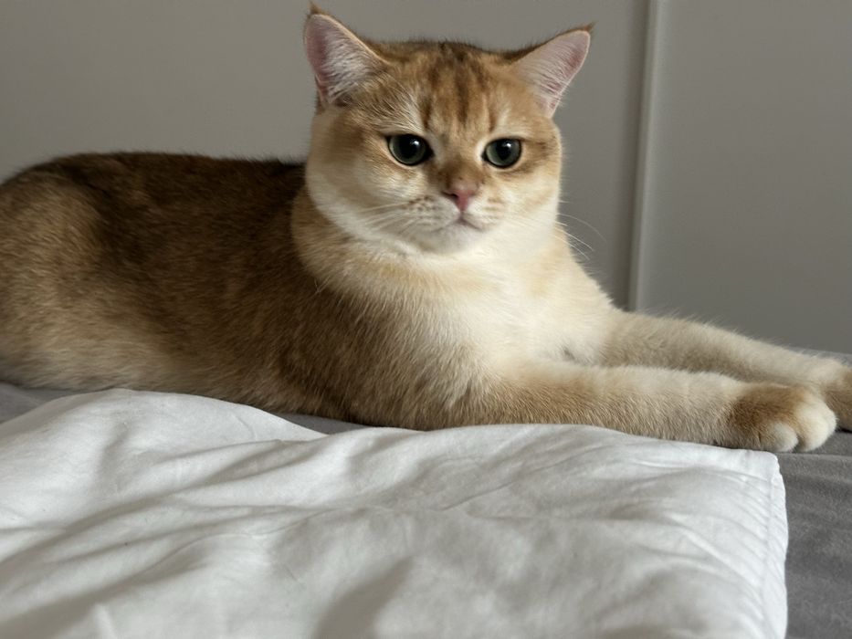 Baietel SUPERB british shorthair chinchilla gold, pedigree WCF !!!