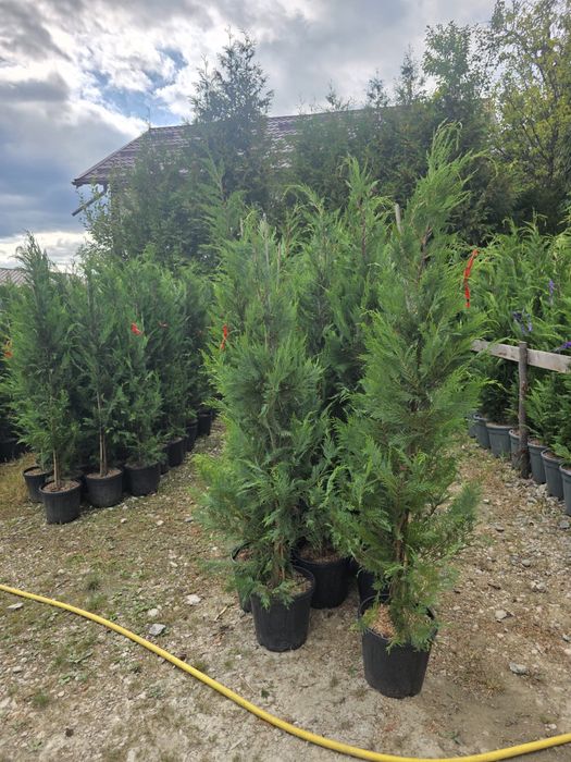 plante ornamentale diferita speci