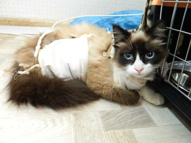 Кошка полу-сиамская, стерилизованная, 1 год