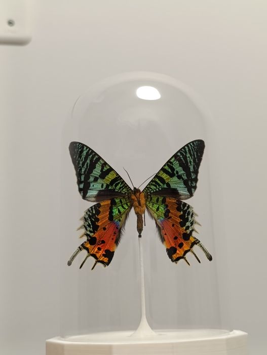 Fluture in dom de sticlă