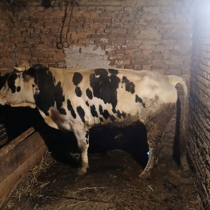 Vând taur 2 Ani și  vitea  2 ani