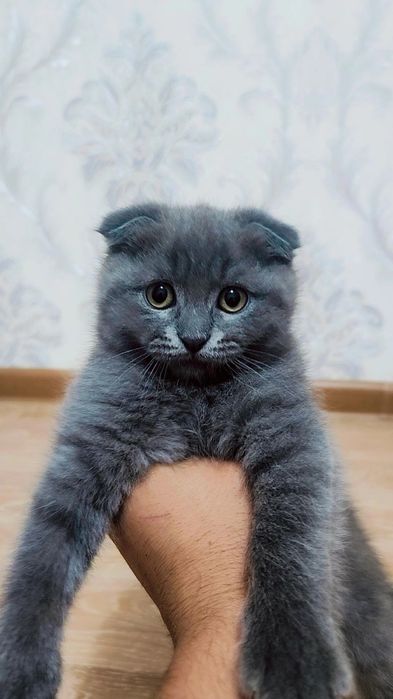 Серий скоттиш фолд ( 1 - ойлик )