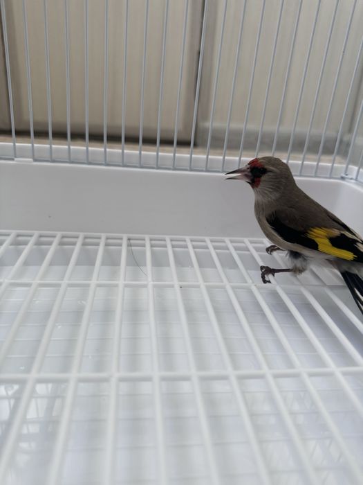 Norchi sotiladi boqlgan qush sayrovda